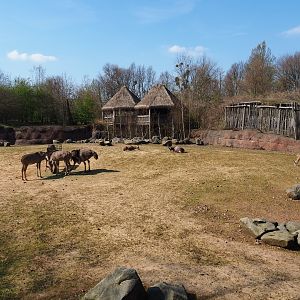 Savanna paddock, 2019-03-30