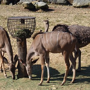 Greater kudu (Tragelaphus strepsiceros) and South African ostrich (Struthio camelus australis), 2019-03-30