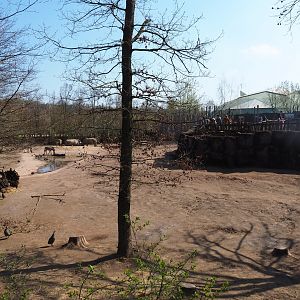 Southern white rhinoceros, Hartmann mountain zebra and helmeted guineafowl paddock, 2019-03-30