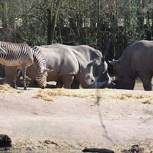 Southern white rhinoceroses (Ceratotherium simum simum) and Hartmann mountain zebras (Equus zebra hartmannae), 2019-03-30