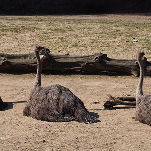 South African ostriches (Struthio camelus australis), 2019-03-30