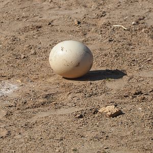 Ostrich egg, 2019-03-30
