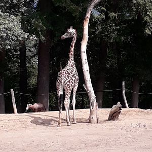 Rothschild's giraffe