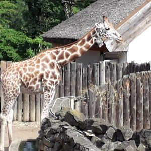 Rothschild's giraffe