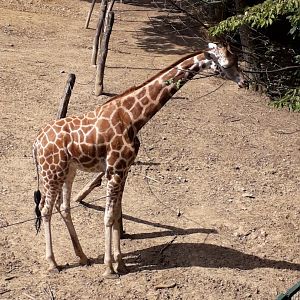 Rothschild's giraffe