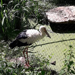 Maguari stork