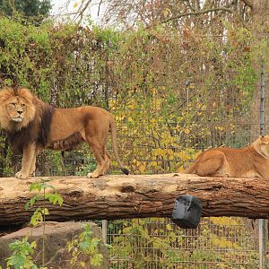 Barbary Lion (November 2016)