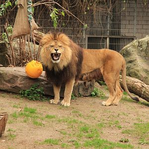 Barbary Lion (November 2016)