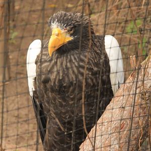Steller's Sea Eagle (November 2016)