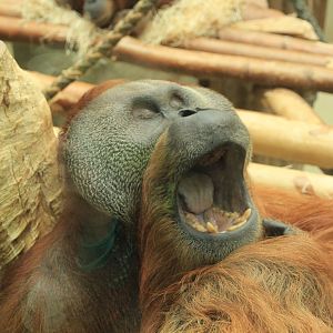 Sumatrian Orang Utan (November 2016)