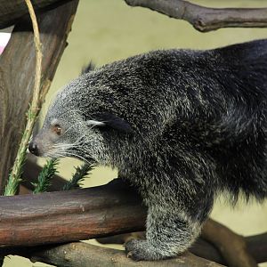 Binturong (January 2018)