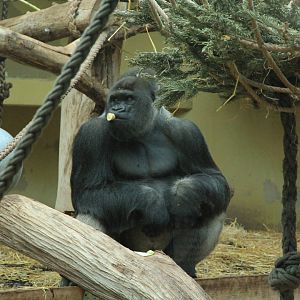 Western Lowland Gorilla (January 2018)