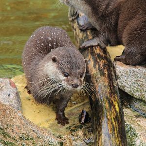 Asian Small-clawed Otter (January 2018)