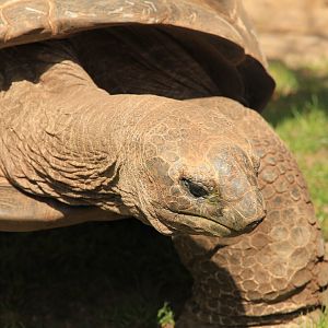 Aldabra Giant Tortoise (April 2018)