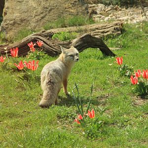 Corsac Fox (April 2018)