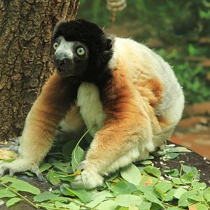 Crowned Sifaka (May 2018)