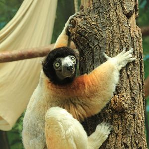 Crowned Sifaka (May 2018)