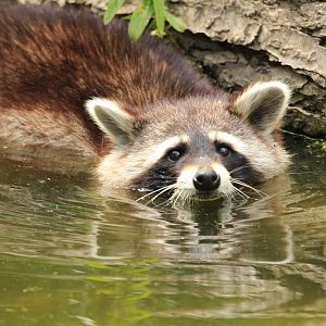 Raccoon (May 2018)