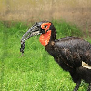 Ground Hornbill (May 2018)