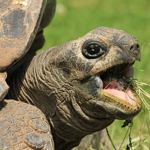 Aldabra Giant Tortoise (May 2018)