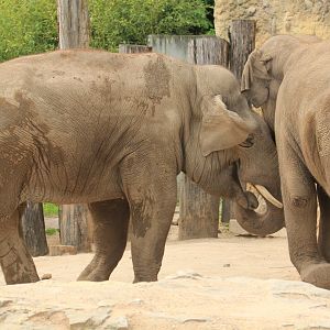 Asian Elephants (May 2018)