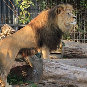 Barbary Lion (November 2018)