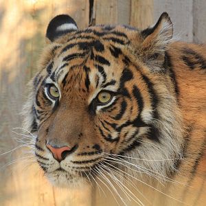 Sumatran Tiger (November 2018)