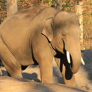 Asian Elephant (November 2018)