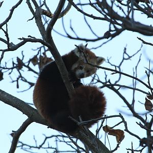 Red Panda (November 2018)