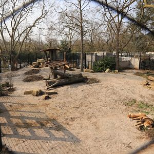 New Barbary Lion enclosure (March 2019)