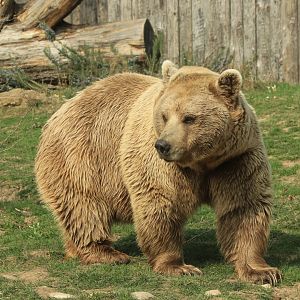 Syrian Brown Bear (March 2019)