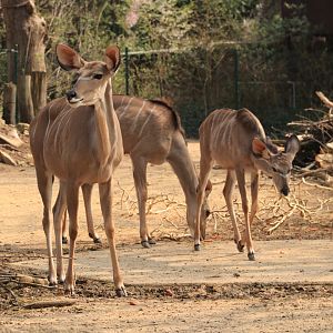 Greater Kudu (March 2019)
