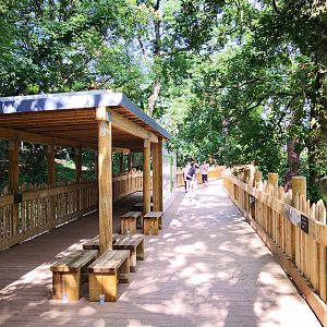 Bear Wood walkway