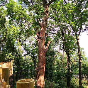 Bear Wood female bear in tree