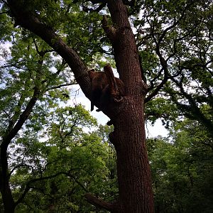 Bear Wood Female bear in tree