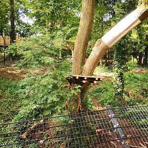 Bear Wood lynx exhibit