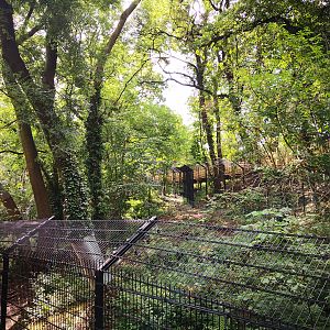 Bear Wood lynx exhibit