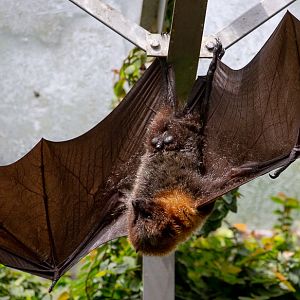 Rodrigues flying fox : Cotswold WP : 14 Jun 2019