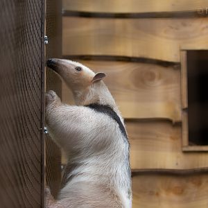 Southern tamandua : Cotswold WP : 14 Jun 2019