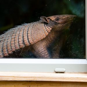 Six-banded armadillo : Cotswold WP : 14 Jun 2019