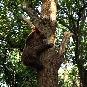 Bear Wood female bear