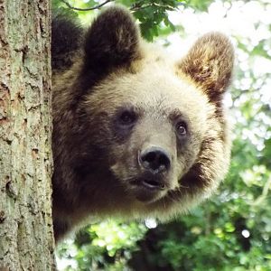 Bear Wood female bear