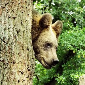 Bear Wood female bear