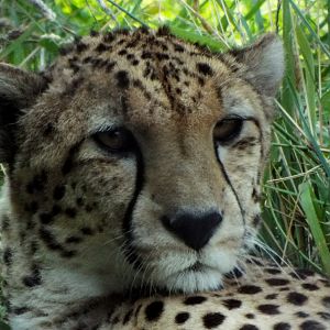 Cheetah Wild Place Project