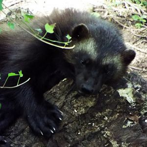 Bear Wood Female Wolverine