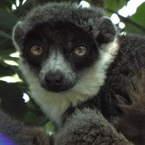 Mongoose lemur Wild Place Project