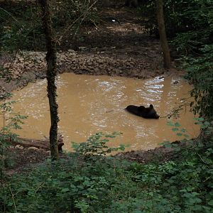Bear Wood small pool
