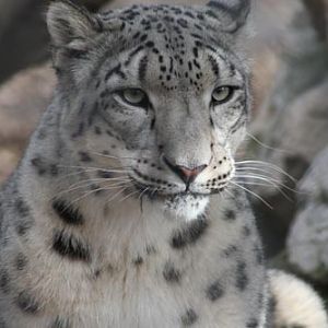Snow Leopard