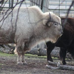 White Bison