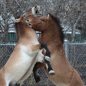 Przewalski's Horse